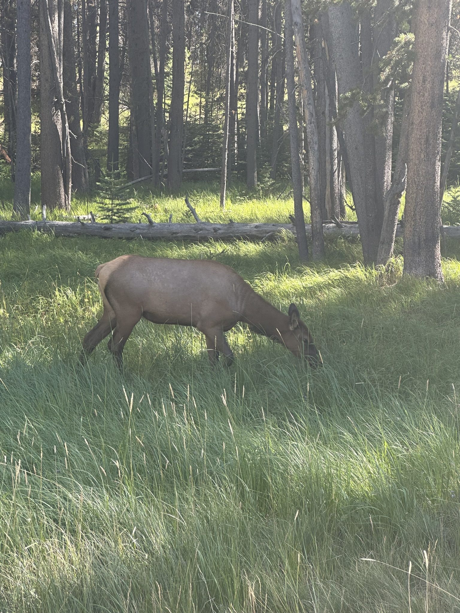 Yellowstone And Grand Teton National Parks - Image 1477
